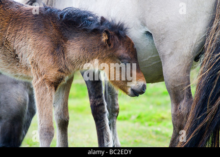 Dartmoor Stute mit Fohlen in der Nähe von Widecombe im Moor Devon England Stockfoto