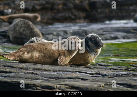 dh Phoca vitulina DICHTUNG UK Hafen Robbe Welpen auf Felsen North Ronaldsay Paar schottland Baby rockt gemeinsame Hafenrobben Stockfoto