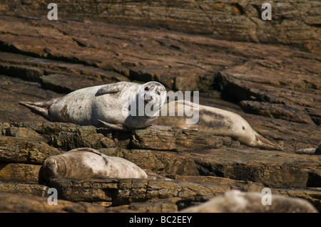 Dh Seehund SEAL UK Seehunden Phoca vitulina Sonnenbaden auf den Rock North Ronaldsay phocidae Stockfoto