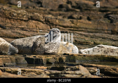 Dh Seehund SEAL UK Seehunden Phoca vitulina Hafen Sonnenbaden auf den Rock North Ronaldsay earless Stockfoto