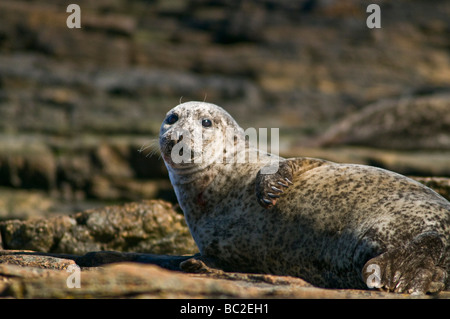 dh Gemeinsame SEEHUNDROBBEN HAFEN UK SCHOTTLAND auf Felsen Nord Ronaldsay phoca vitulina orkney Inseln Stockfoto