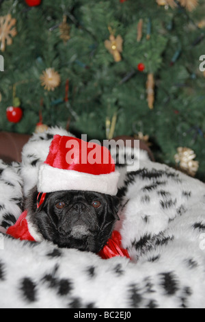 Blick auf einen Mops Hund trägt eine Weihnachtsmütze Stockfoto