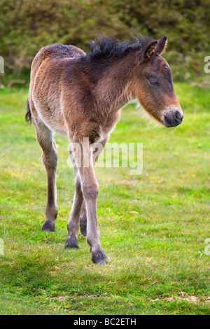 Dartmoor Fohlen in der Nähe von Widecombe im Moor Devon England Stockfoto