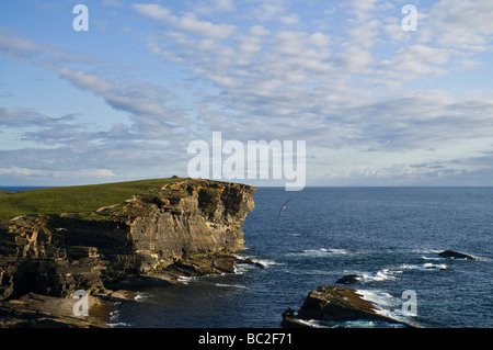 dh Brough of Bigging YESNABY ORKNEY West Küste Seacliff Abend Dämmerung Eissturmvögel gleiten Stockfoto