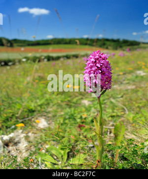 Pyramidenförmige Orchidee Anacamptis Pyramidalis. Biggin Hill, Bromley, Kent England UK Stockfoto