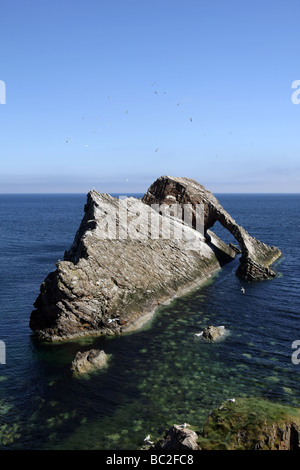 Die seltsame Felsformationen bekannt als die Bowfiddle Felsen in der Nähe des Dorfes Portknockie, Aberdeenshire, Schottland, UK Stockfoto