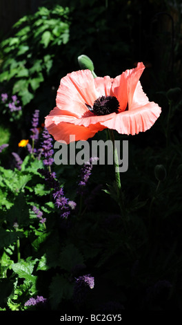 Riesige rote orientalische Mohn Blumen (Papaver Orientale) in Sussex Garten UK Stockfoto