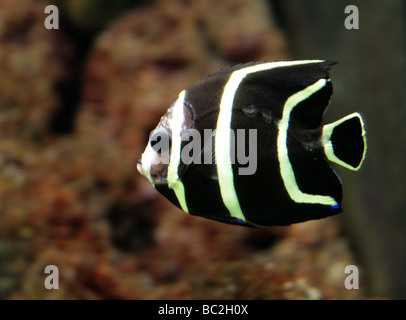Juvenile Franzosen-Kaiserfisch, Pomacanthus Paru, Pomacanthidae Stockfoto