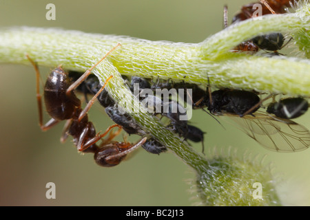 Lasius Niger, der schwarze Garten Ameisen und Blattläuse. Die Ameise ist die Blattläuse Melken. Die Blume ist ein Vergissmeinnicht (Myosotis). Stockfoto