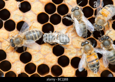 Eine Biene, die Flügel durch Angriff durch Milben Varoa in einem Bienenstock in Cockermouth Cumbria UK verformt hat Stockfoto