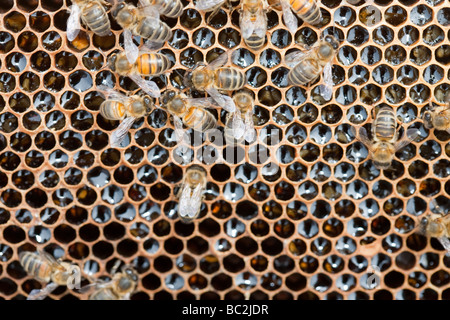 Ein Bienenstock in Cockermouth Cumbria UK, die infiziert und durch die Varoa-Milbe beschädigt wurde Stockfoto