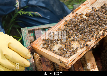 Ein Bienenstock in Cockermouth Cumbria UK, die infiziert und durch die Varoa-Milbe beschädigt wurde Stockfoto