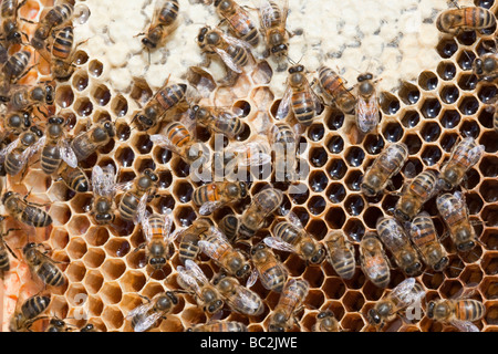 Ein Bienenstock in Cockermouth Cumbria UK, die infiziert und durch die Varoa-Milbe beschädigt wurde Stockfoto