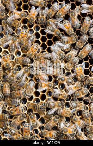 Ein Bienenstock in Cockermouth Cumbria UK, die infiziert und durch die Varoa-Milbe beschädigt wurde Stockfoto