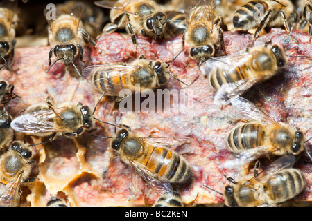 Ein Bienenstock in Cockermouth Cumbria UK, die infiziert und durch die Varoa-Milbe beschädigt wurde Stockfoto