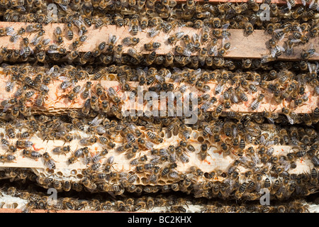 Ein Bienenstock in Cockermouth Cumbria UK, die infiziert und durch die Varoa-Milbe beschädigt wurde Stockfoto