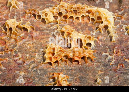 Ein Bienenstock in Cockermouth Cumbria UK, die infiziert und durch die Varoa-Milbe beschädigt wurde Stockfoto