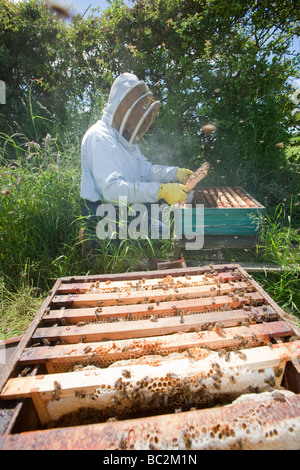 Bill Mackereth ein Imker aus Cockermouth Cumbria UK prüft seine Bienenstöcke auf Anzeichen von Varoa-Milbe Schaden Stockfoto