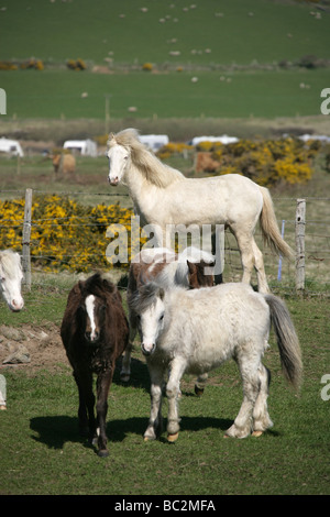 Die Fläche von Pembrokeshire, Wales. Walisische Wildpferde Weiden in der Nähe von St Davids häufig in Pembrokeshire. Stockfoto