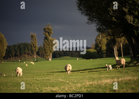 Schafe weiden auf grünen Weiden, Neuseeland Stockfoto