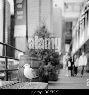 Möwe sitzt auf Manhattans pier Stockfoto