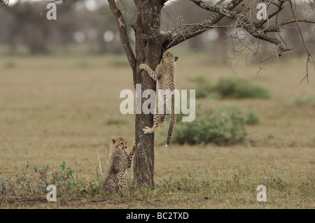 Stock Foto von einem Geparden Cub Kletterbaum, Ndutu, Tansania Stockfoto