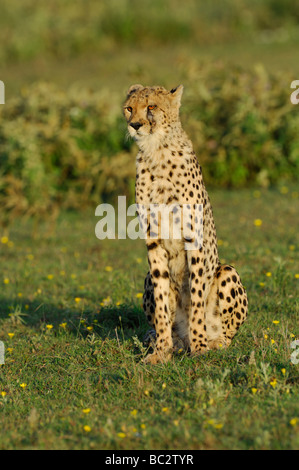 Stock Foto von einem Gepard sitzt auf der kurzen Grasebenen der Ndutu, Tansania, Februar 2009. Stockfoto