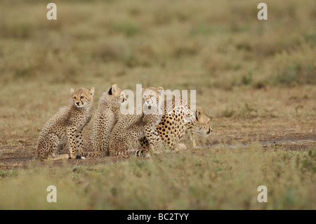 Stock Foto von einem Geparden-Familie trinken aus einer Pfütze, Ndutu, Tansania, Februar 2009. Stockfoto