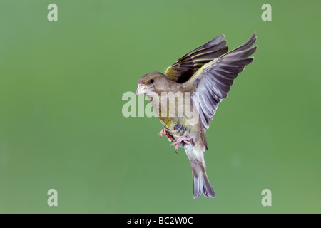 Grünfink Zuchtjahr Chloris im Flug Stockfoto