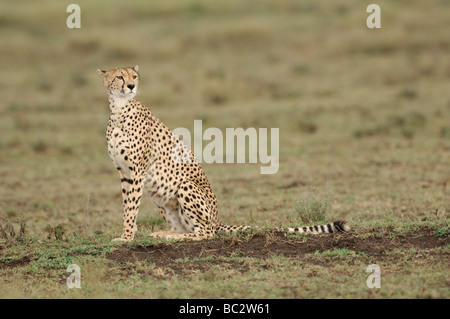 Stock Foto von einem Gepard sitzt auf der kurzen Grasebenen der Ndutu, Tansania, Februar 2009. Stockfoto