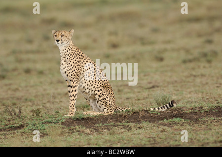Stock Foto von einem Gepard sitzt auf der kurzen Grasebenen der Ndutu, Tansania, Februar 2009. Stockfoto