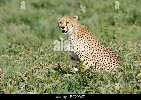 Stock Foto von einem Gepard sitzt auf der kurzen Grasebenen der Ndutu, Tansania, Februar 2009. Stockfoto