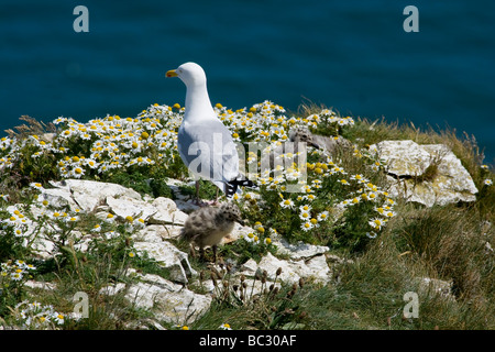 SILBERMÖWE MIT KÜKEN Stockfoto