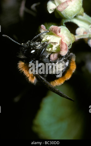 Tawny Mining Bee Andrena Fulva Andrenidae weibliche Futtersuche auf Stachelbeere UK Stockfoto