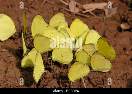 Gemeinsamen Rasen gelbe Schmetterlinge Eurema Hecabe Pieridae Puddel im Regenwald von Ghana Stockfoto