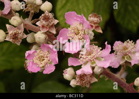 Blumen der Brombeere (Rubus Fruticosus: Rosengewächse), UK. Stockfoto