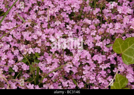 Wilder Thymian Thymus Polytrichus Drucei Lamiaceae auf einer Steilküste UK Stockfoto