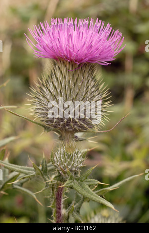 Speer Distel Cirsium Vulgare Asteraceae UK Stockfoto