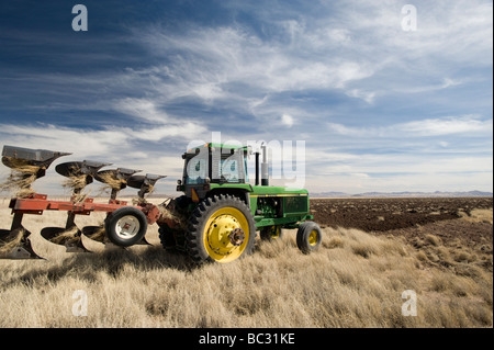 Mennonite Bauer pflügt unter Grünland in Chihuahua, Mexiko. Stockfoto