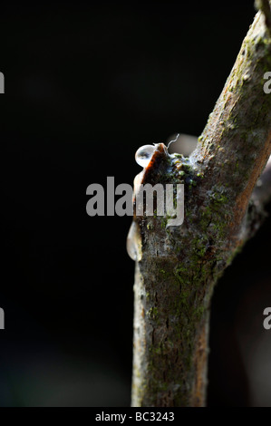 Nässen Saft von frisch beschnittene Ast Mullbery (Morus Nigra) Stockfoto