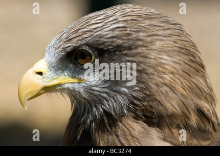 Yellow-billed Kite Milvus Aegyptius, ein Raubvogel Stockfoto