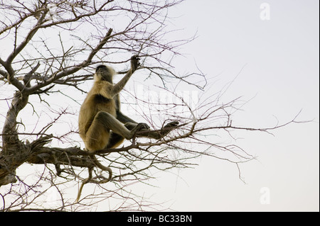 Languren oder Hanuman Affen (lateinisch: Presbytis Entellus) sitzt in einem Baum in Pushkar, Rajasthan in Indien. Stockfoto
