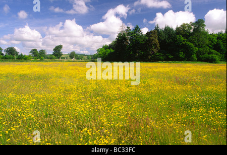 Sommer ein Feld der Hahnenfuß Blumen Blüte unter blauem Himmel mit interessanten Wolken am Annandale Weg Annandale Scotland UK Stockfoto