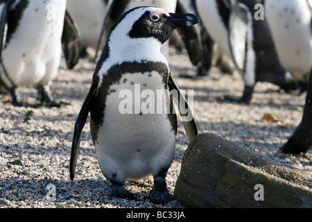 Die afrikanische Pinguin Spheniscus Demersus, auch bekannt als der Jackass-Pinguin, ist endemisch in Namibia und Südafrika Stockfoto