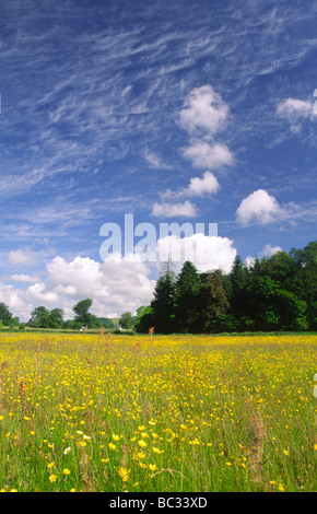 Sommer ein Feld der Hahnenfuß Blumen Blüte unter blauem Himmel mit interessanten Wolken am Annandale Weg Scotland UK Stockfoto