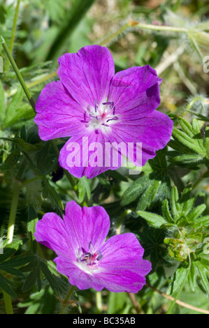 Blutige Storchschnabel blüht in Nahaufnahme. Stockfoto