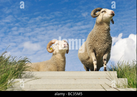 Schafe auf dem Deich in den Niederlanden Stockfoto