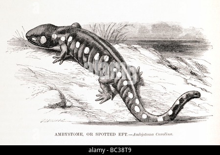 Ambystome oder Eft z.B. Carolina entdeckt Stockfoto