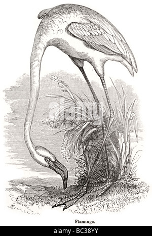 Flamingo Stockfoto