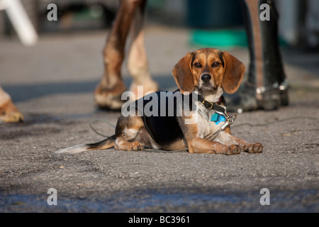 Eine Warnung Beagle Verlegung auf Asphalt mit Beinen des Pferdes und des Reiters Stiefel hinter ihm. Stockfoto